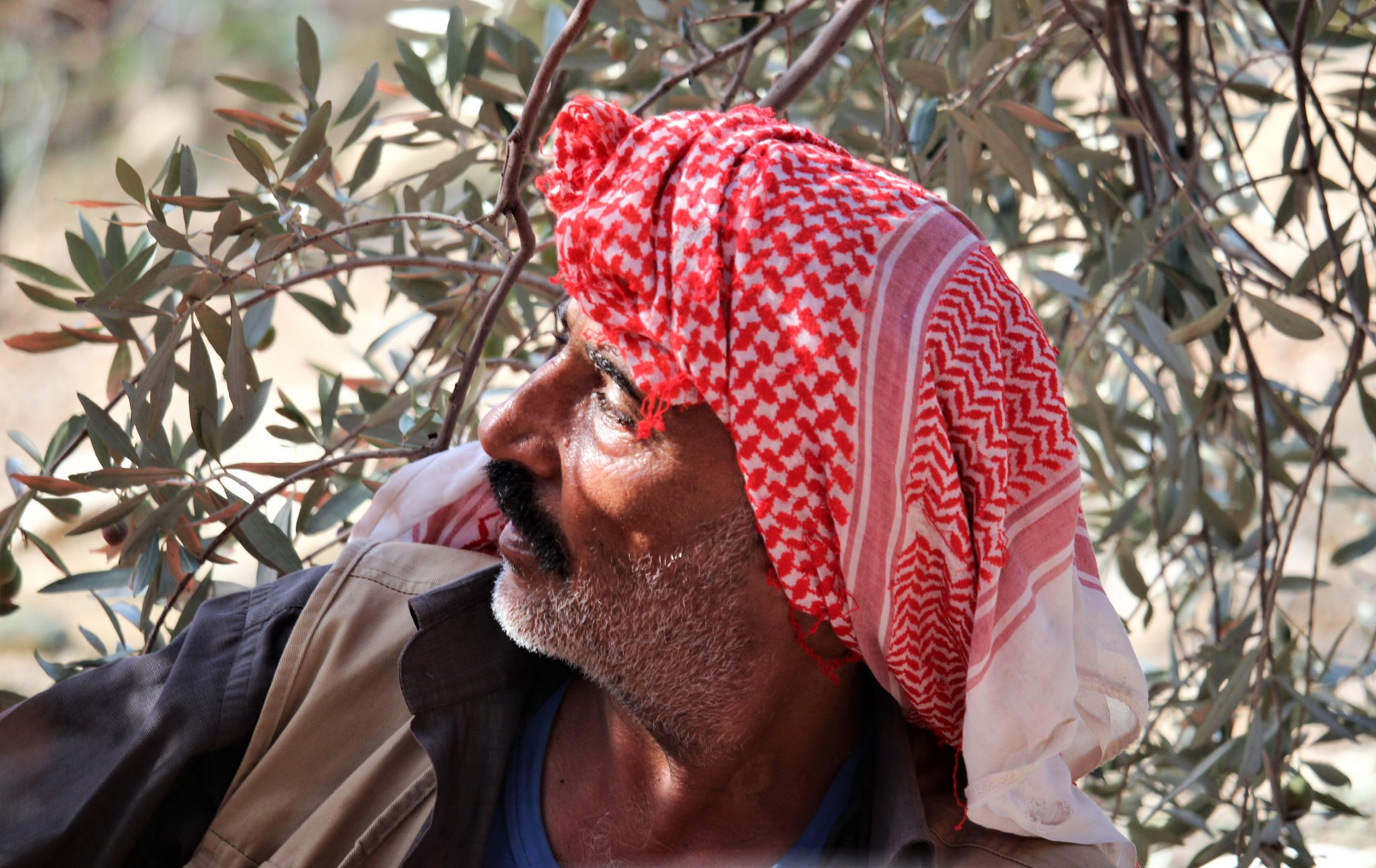 Olive harvest in Jordan